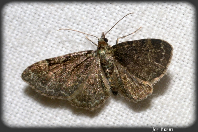 Pasiphila rectangulata - almavirág-araszoló