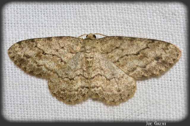 Ectropis crepuscularia - avararaszoló