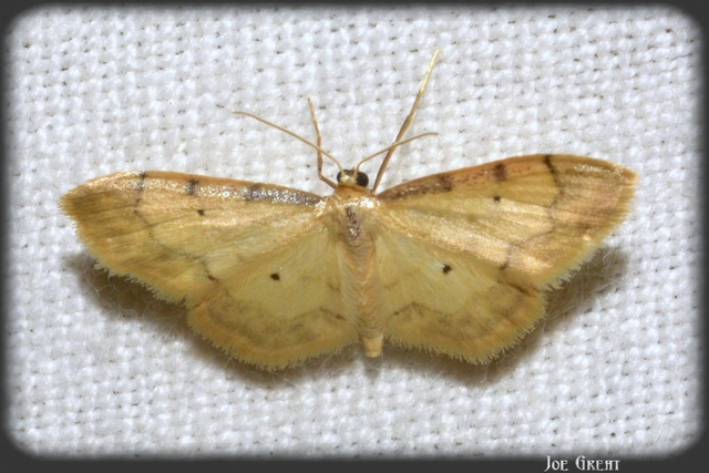 Idaea politaria - vonalas apróaraszoló