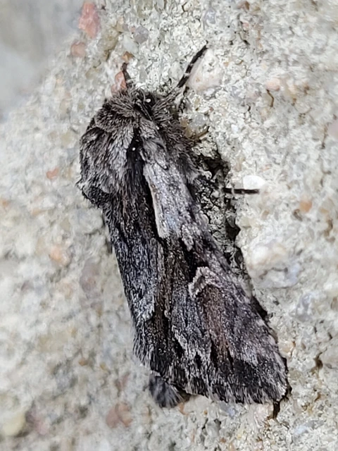 Chloantha hyperici - orbáncfű-sugarasbagoly