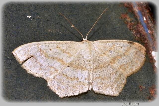 Scopula nigropunctata - feketepettyes araszoló