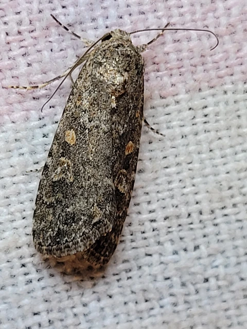Spodoptera exigua - apró jegyesbagoly