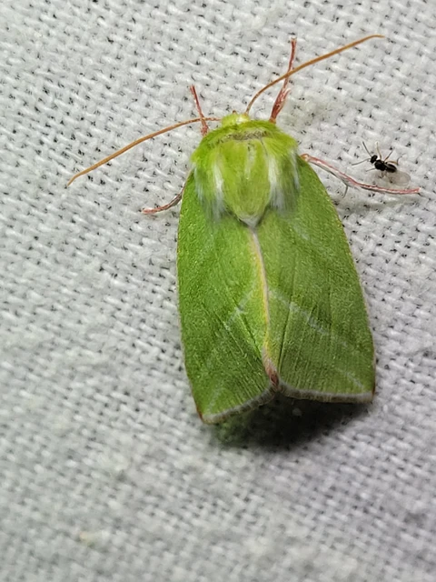 Pseudoips prasinana - bükkfa-zöldbagoly