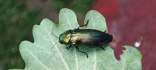 Eurythyrea quercus - tölgy-díszbogár