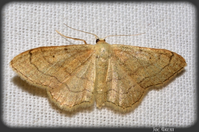 Idaea aversata - nagy sávosaraszoló