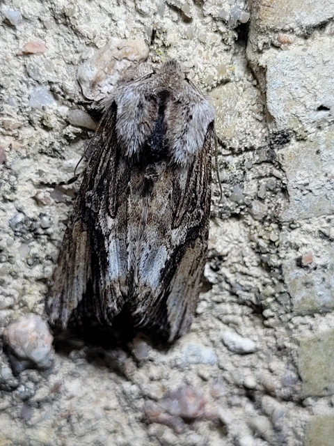 Egira conspicillaris - változékony szürkebagoly