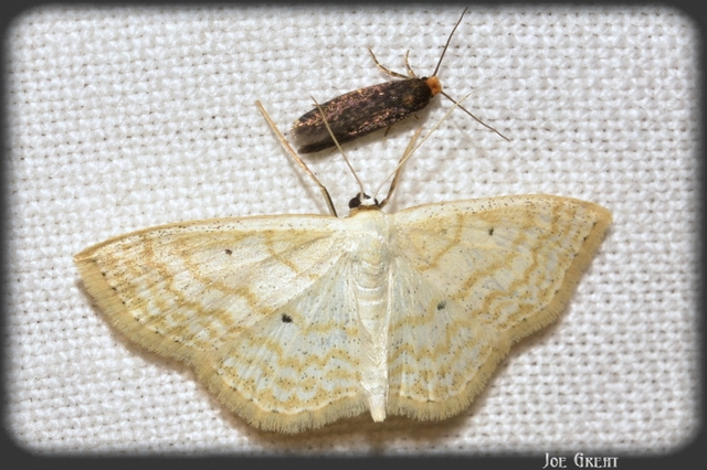 Scopula immutata - réti fehéraraszoló