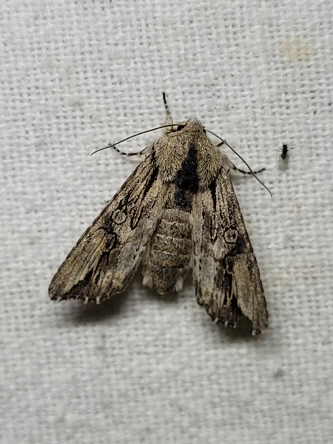 Egira conspicillaris - változékony szürkebagoly
