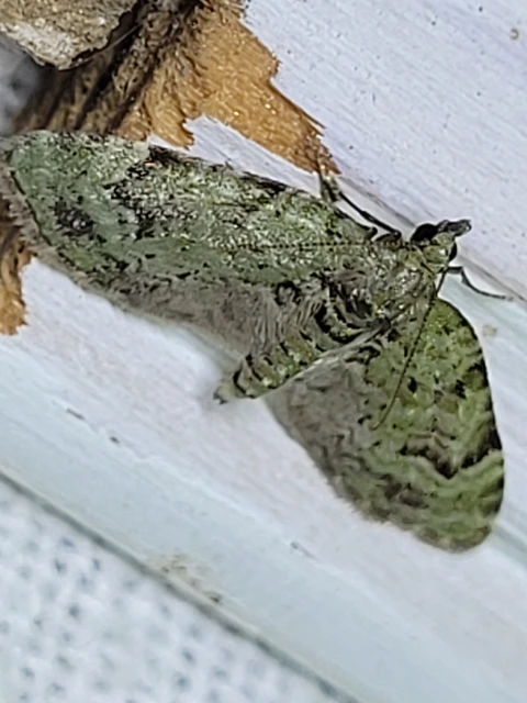 Chloroclystis v-ata - zöldes törpearaszoló