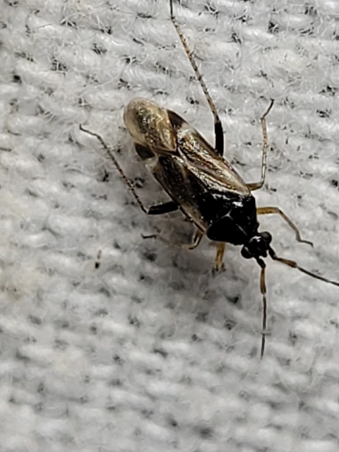Harpocera