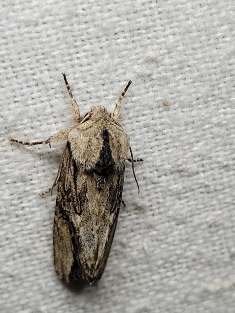 Egira conspicillaris - változékony szürkebagoly