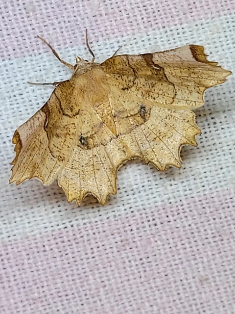 Selenia lunularia - egyfoltos holdasaraszoló