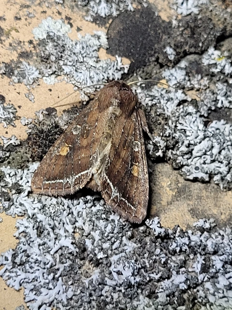 Lacanobia oleracea - saláta-kertibagoly