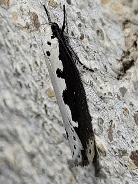 Ethmia bipunctella - kétpettyes feketemoly