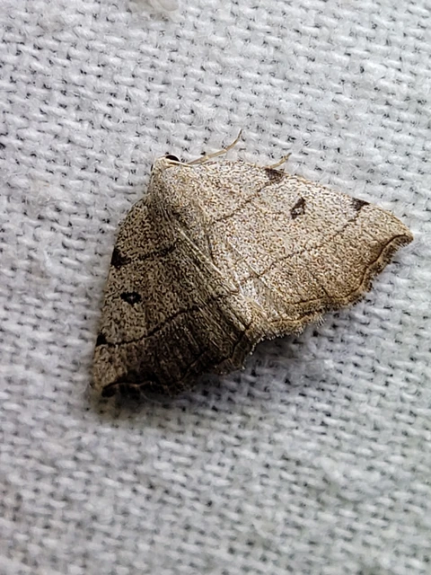 Eilicrinia trinotata - háromjegyű araszoló