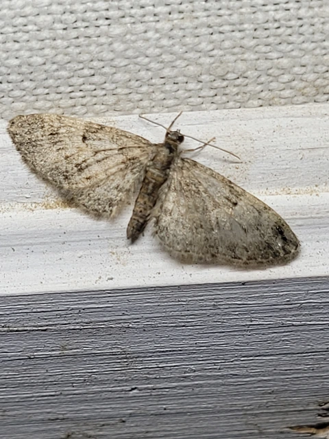 Eupithecia dodoneata - tölgy-törpearaszoló