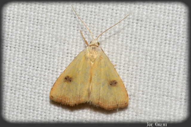 Rivula sericealis - selymes lórombagoly