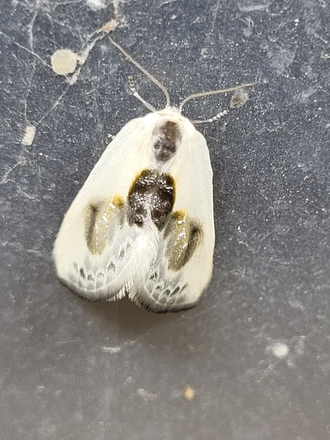 Cilix glaucata - törpe sarlósszövő