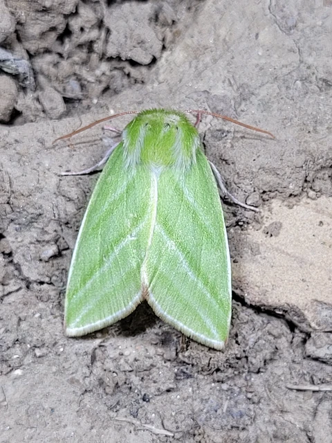 Pseudoips prasinana - bükkfa-zöldbagoly