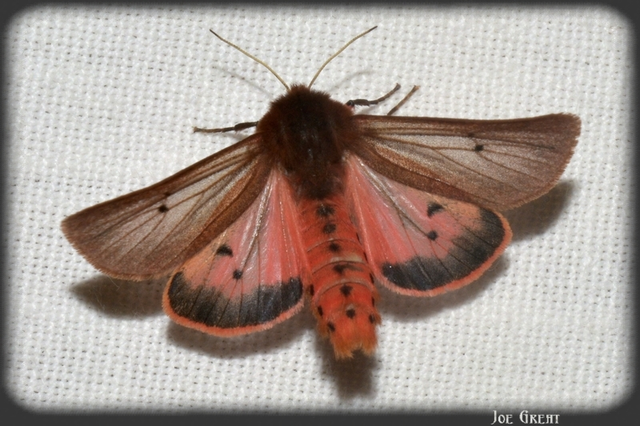 Phragmatobia fuliginosa - füstös medvelepke