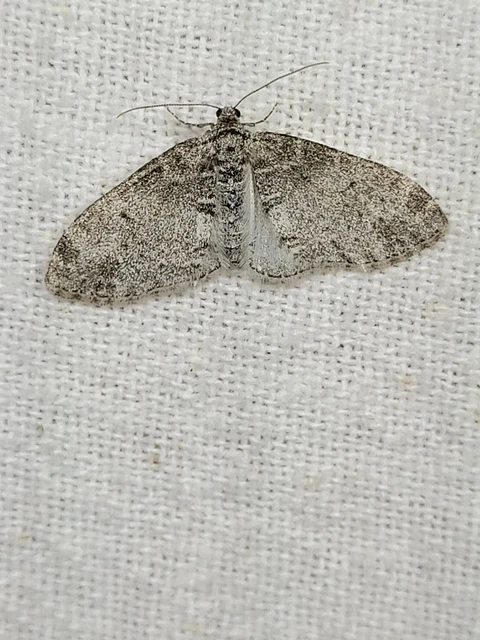 Lobophora halterata - szárnyfüggelékes araszoló