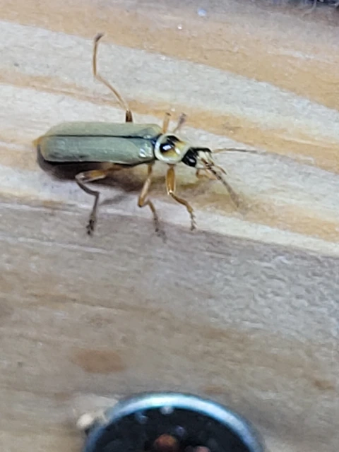 Metacantharis clypeata - tavaszi lágybogár