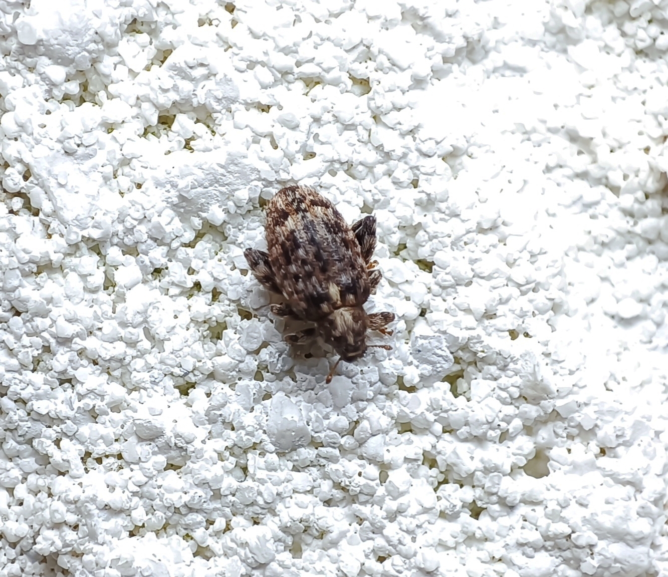 Orchestes pilosus - bronzos bolhaormányos