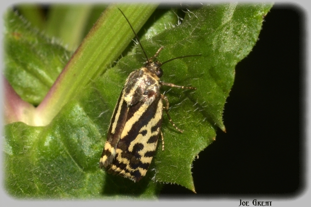 Emmelia trabealis - zebrabagoly