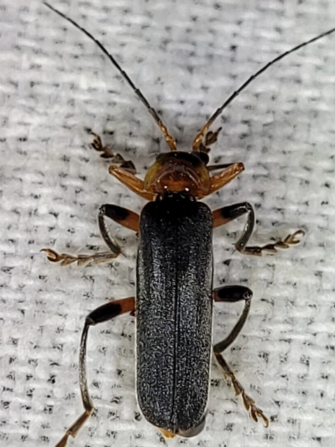 Cantharis livida - mezei lágybogár