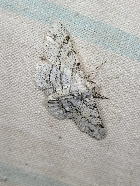 Ascotis selenaria - holdas faaraszoló