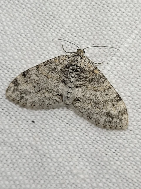 Lobophora halterata - szárnyfüggelékes araszoló