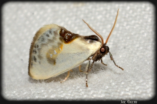 Cilix glaucata - törpe sarlósszövő