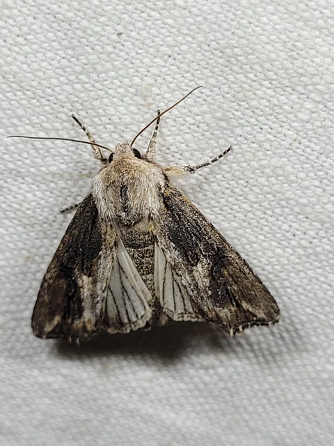 Egira conspicillaris - változékony szürkebagoly
