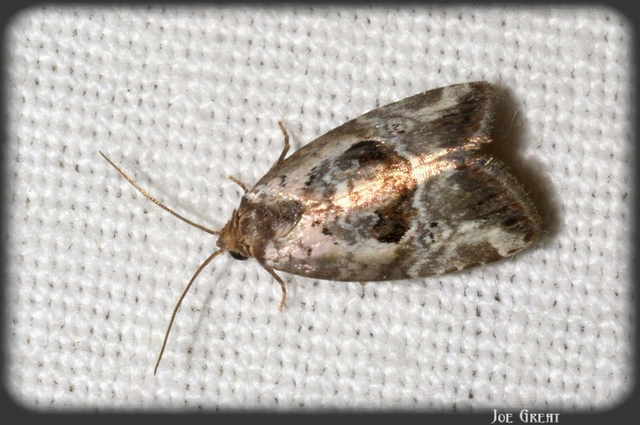 Hapalotis venustula - rózsaszínű mázasbagoly