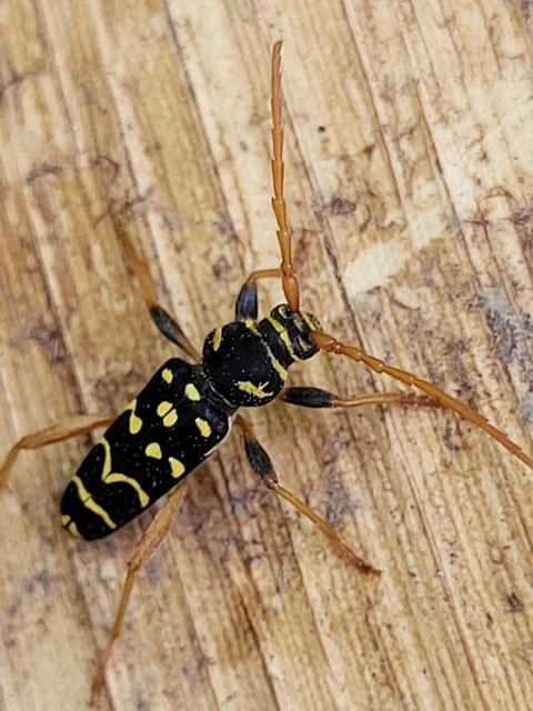 Plagionotus arcuatus - bársonyos darázscincér