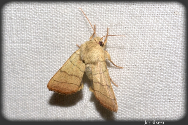 Charanyca trigrammica - háromsávos lombbagoly