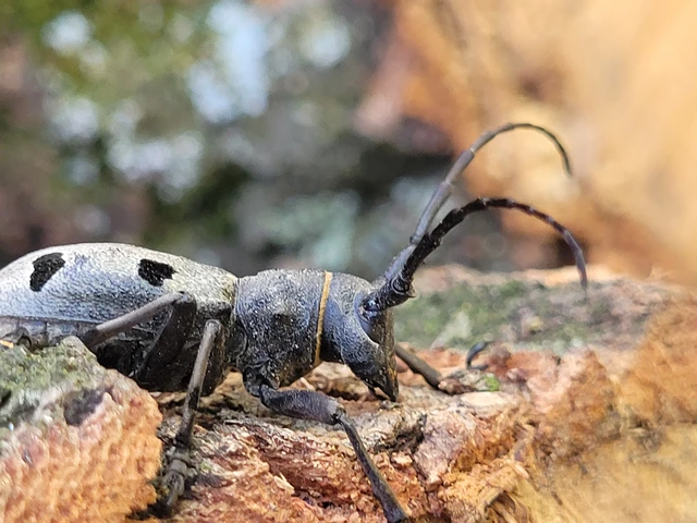 Morimus asper funereus - gyászcincér