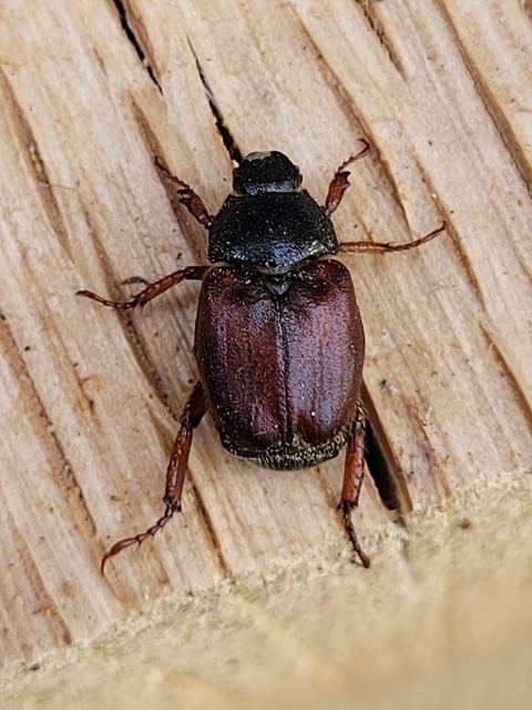 Hoplia praticola - réti virágcserebogár