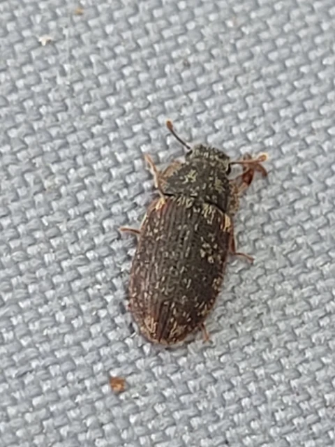 Colobicus hirtus - szegélyes héjbogár