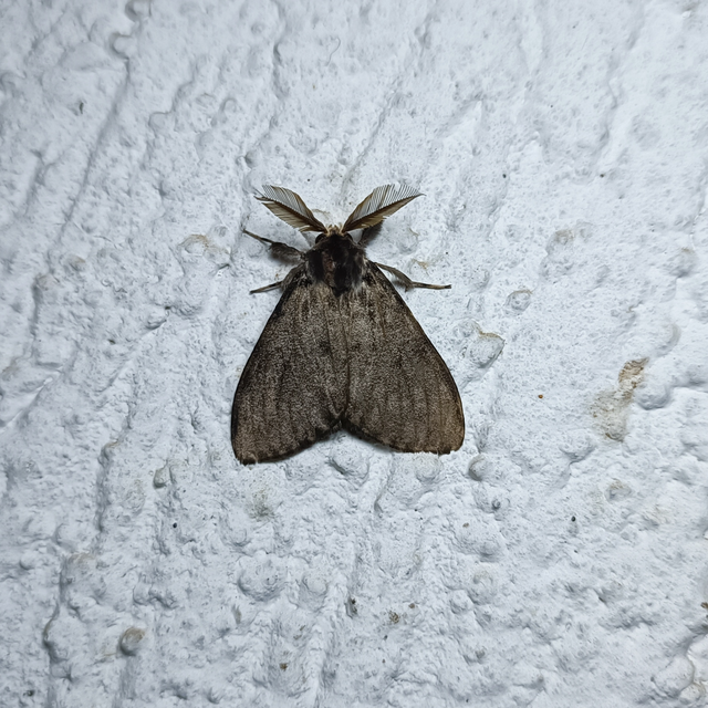 Lymantria monacha - apácalepke