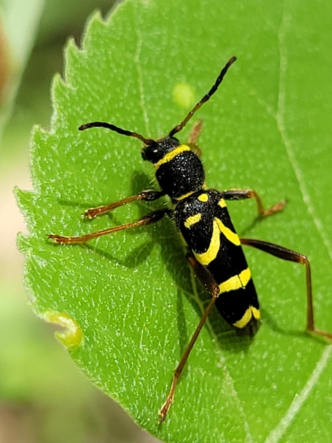 Clytus arietis - közönséges darázscincér