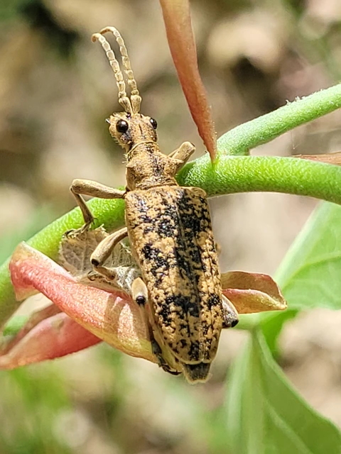 Rhagium sycophanta - tölgyes-tövisescincér