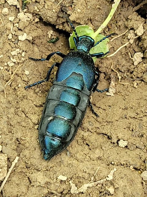Meloe violaceus - kék nünüke