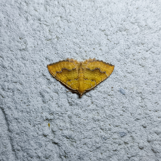 Camptogramma bilineata - kétvonalas sávosaraszoló