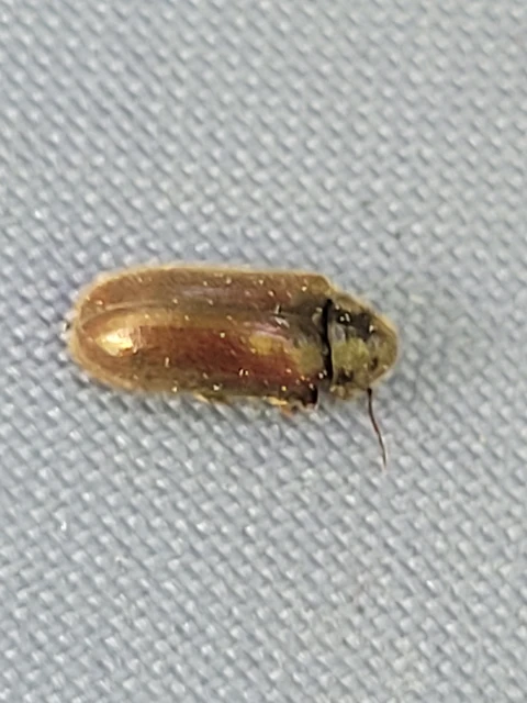 Hyperisus plumbeus - fémes álszú