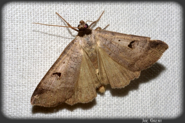 Lygephila pastinum - közönséges csüdfűbagoly
