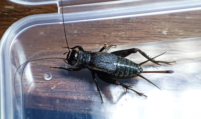 Modicogryllus frontalis - nyugati homlokjegyestücsök