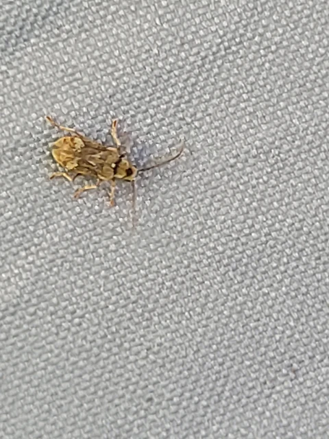 Ptinomorphus imperialis - díszes álszú