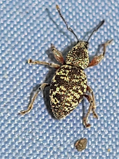 Otiorhynchus fullo - aranypikkelyes gyalogormányos