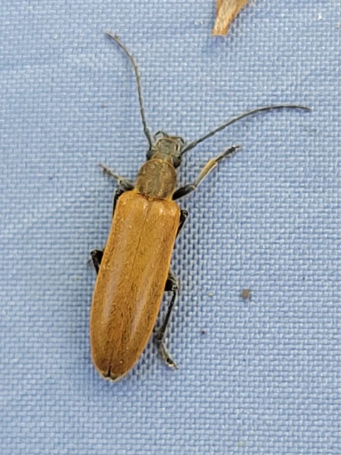 Sparedrus testaceus - szőrös álcincér